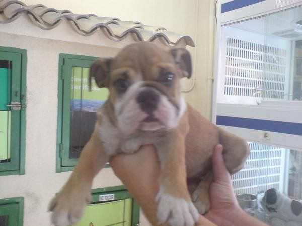 CACHORROS DE BULLDOG INGLES, CALIDAD EXCELENTE