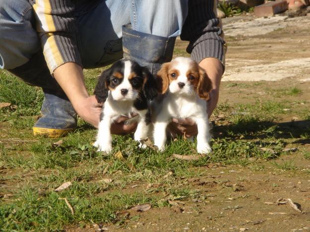 cachorros de cavalier