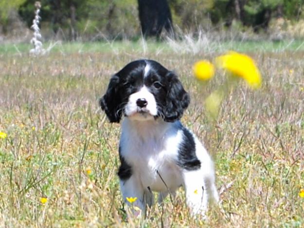 Cocker Spaniel , machos & hembras disponibles , fotos reales