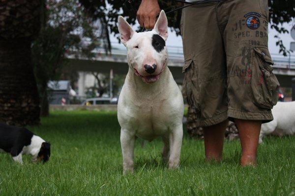 Disponible bull terrier macho para montas