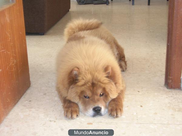 SE OFRECE CHOW CHOW MACHO PARA MONTAS