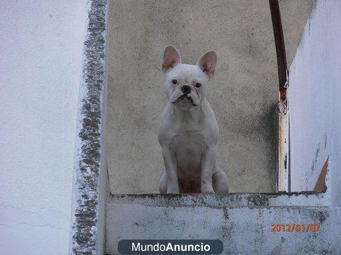 se vende bulldog frances hembra