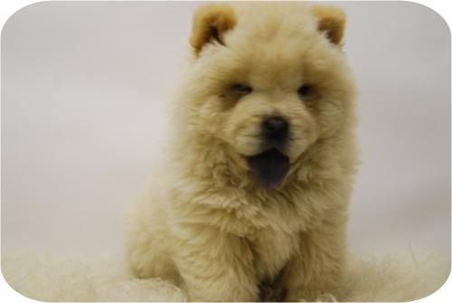 chow chow el cachorro de moda