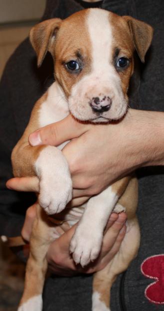 se vende excelente camada pitbull  buen precio (american pitbull terrier)