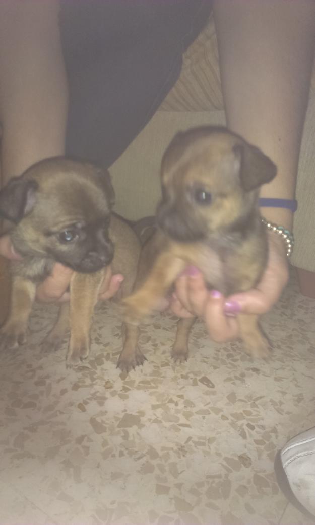 chihuahuas pequeños