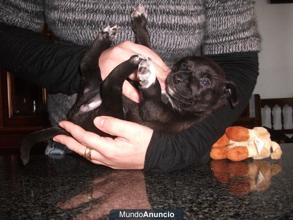 adhara, cachorr de 4.5 semanas necesita adopción urgente