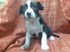 American Staffordshire - mejor precio | unprecio.es