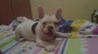 Bulldog frances - mejor precio | unprecio.es