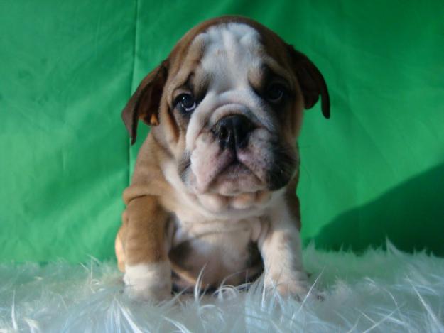 Bulldog Ingles cachorros de calidad