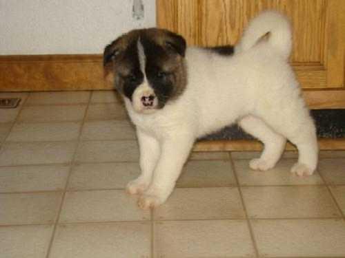 Cachorros akita inu japones,