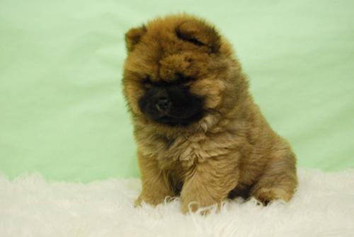 Chow Chow ejemplares con mucho pelo y gran calidad (Pedigree)