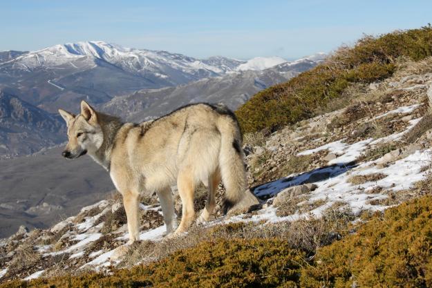 Criadero de Perro Lobo Checoslovaco