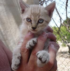 GATITOS DE 2 MESES NECESITAN HOGAR