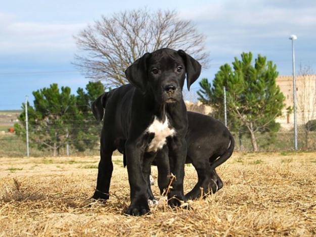 Gran Danes Dogo aleman cachorros fotos reales