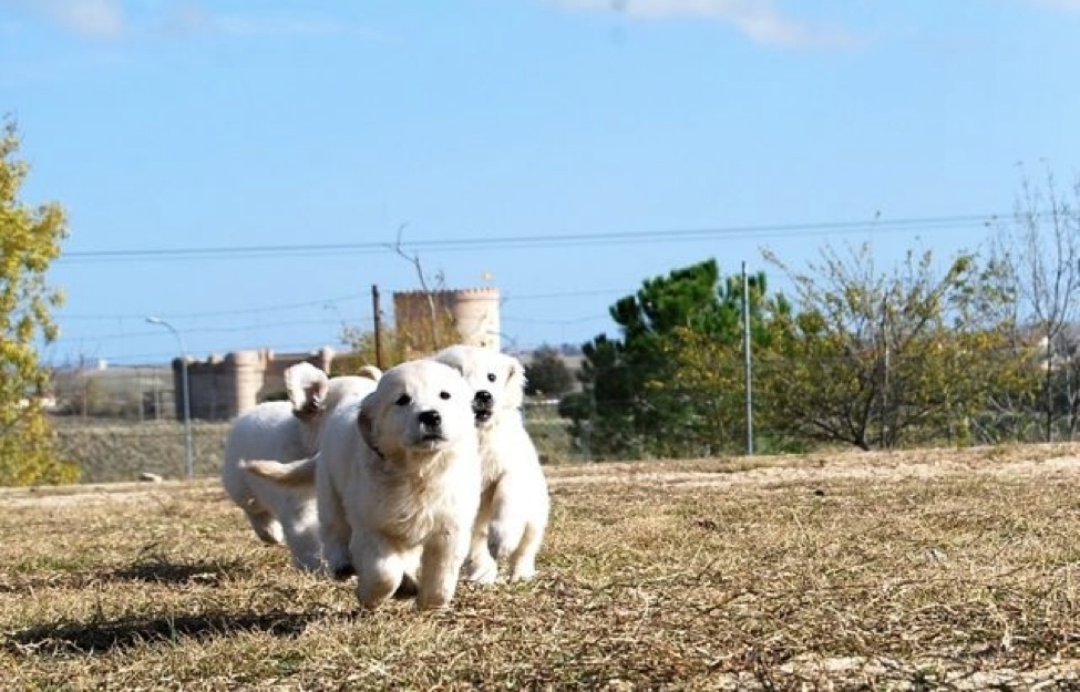 Preciosa camada Golden Retriever