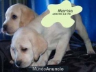 Vendo camada de Labrador .Baratos - mejor precio | unprecio.es