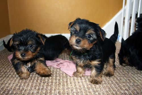 Yorkie Puppies available