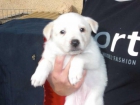 ADOPCION PARA LOS 6 CACHORRITOS DE TARA! MURCIA‏ - mejor precio | unprecio.es