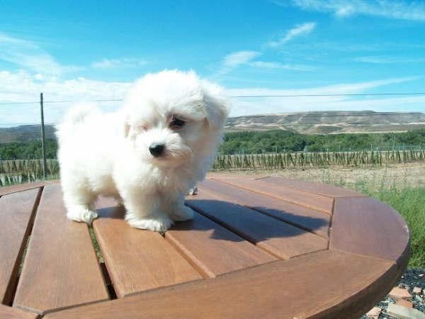 Bichon maltes, ¡5 AÑOS de  Garantía