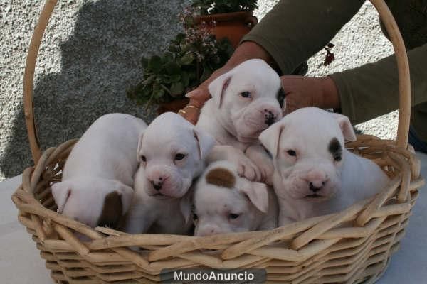 boxer excelente camada en canelas,