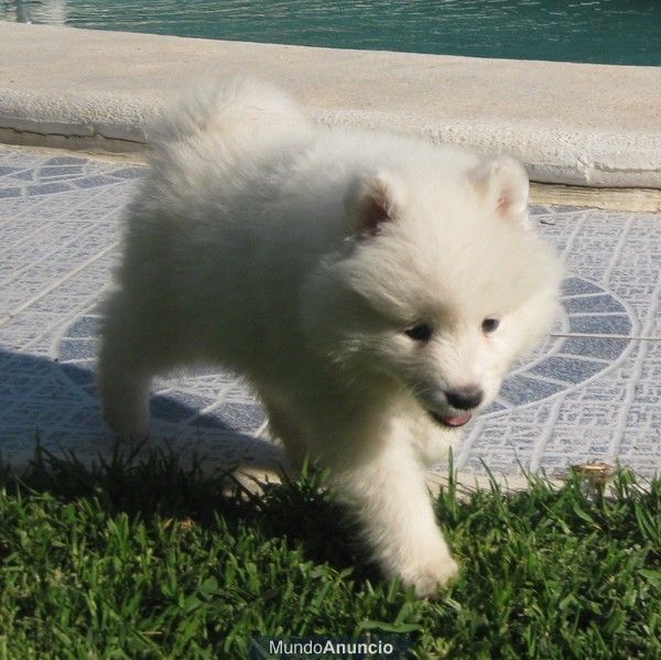 Se venden 2 cachorros de samoyedo!!