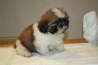 shih tzu preciosos cachorros con muy buen pedigree, excelente precio.