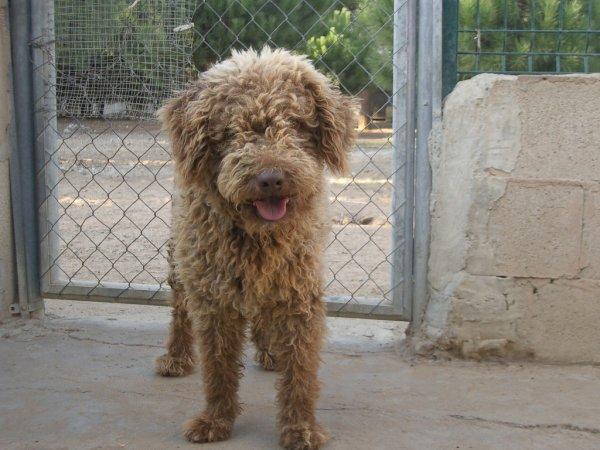 adopcion perro de aguas