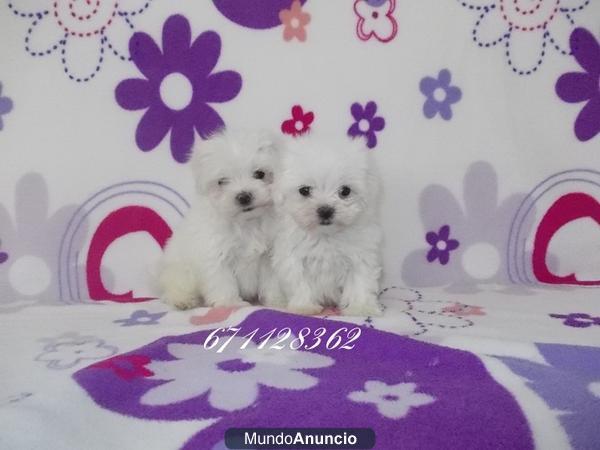 Bichon maltes -valencia