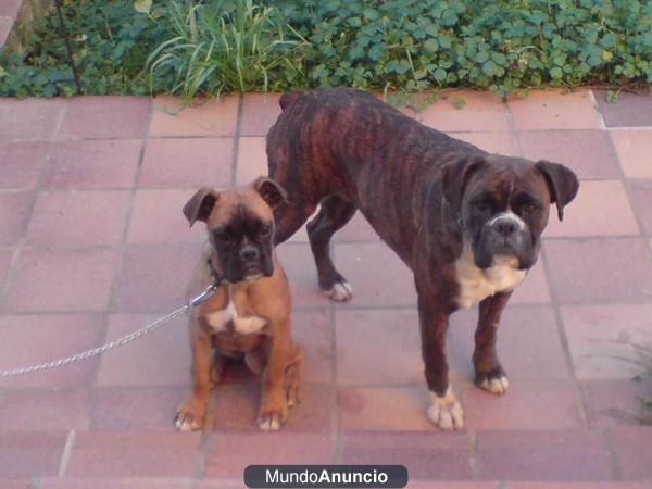 BOXER NIETO DE FERRARI DE LAS ARILLAS Y SAVERIO DI SORAGNA ECONOMICOS