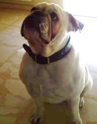 bulldog ingles macho para monta