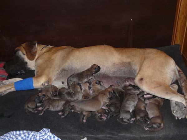 cachorrs dorados y atigrados