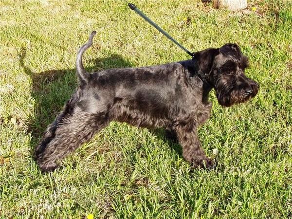 camada de schnauzer mini negro