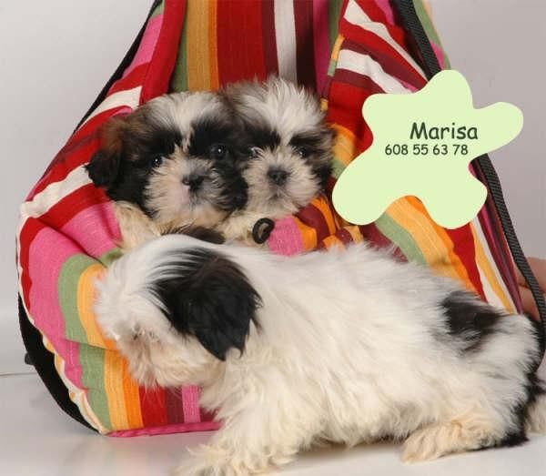 Camada de Shih-Tzu,son espectaculares