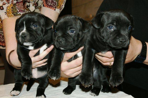 CAMADA STAFFORDSHIRE BULL TERRIER