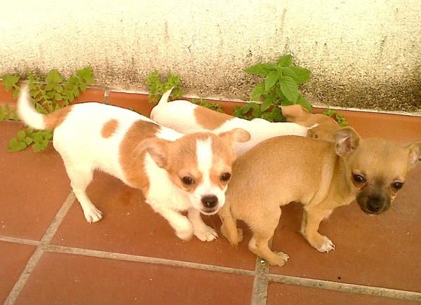 CHIHUAHUA CON PEDIGREE EN MARBELLA