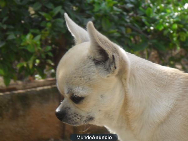 CHIHUAHUA DISPONIBLE PARA MONTAS