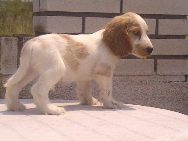 Cocker Spaniel Ingles Dorados y blancos cachorros