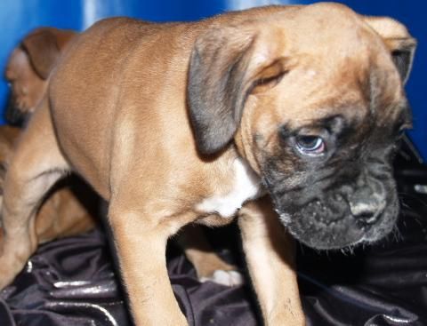 Extraordinarios cachorros de Boxer