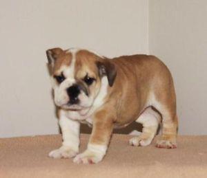 Bulldog Inglés cachorros listos para ir