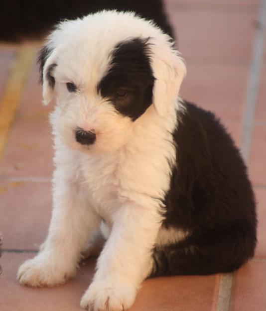 BOBTAIL  cachorro macho