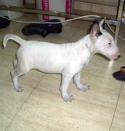 bullterrier mini