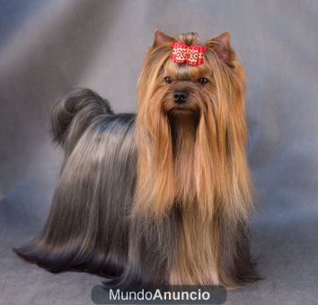 Cachorritos de Yorkshire Terrier muy pequeñitos