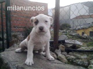 cachorros american pitbull