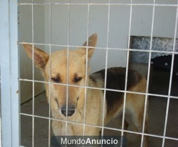 Cruce pastora alemana pendiente de adopcion