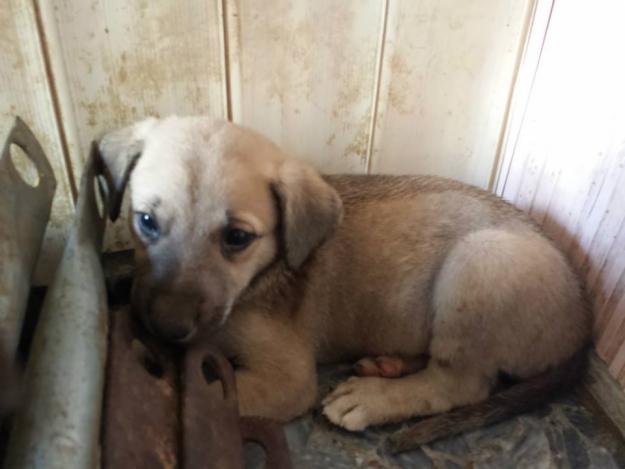 Estos cachorritos de mes y medio esperan adopción