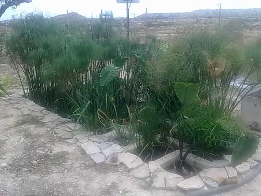 Plantas acuaticas para renovar aguas grises