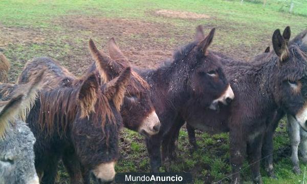 Se venden burras, burro semental y burrines