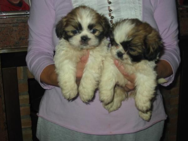 Shitz-tzu,cachorros,macho y hembra,vendo o cambio.