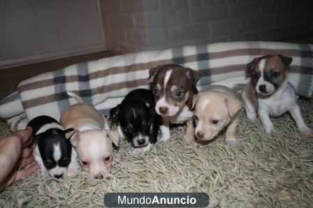 *& cachorros de chihuahua magnífico para usted