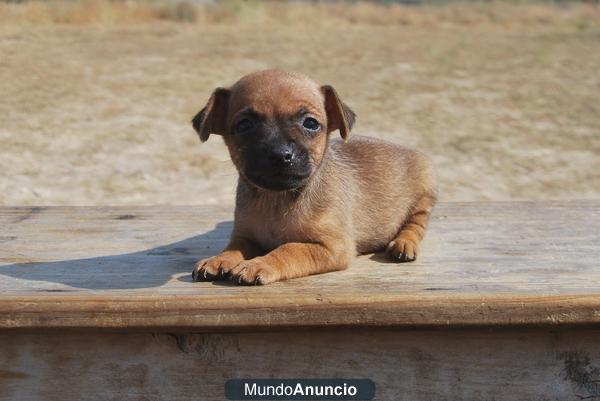 AUTENTICOS CACHORROS DE MINI PINSCHER DORADOS LISTOS PARA ENTREGAR